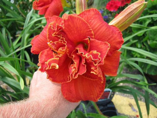 Hemerocallis 'Moses Fire'