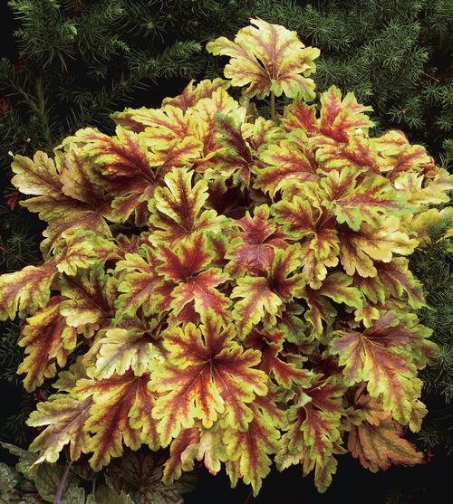 Heucherella 'Gold Zebra'