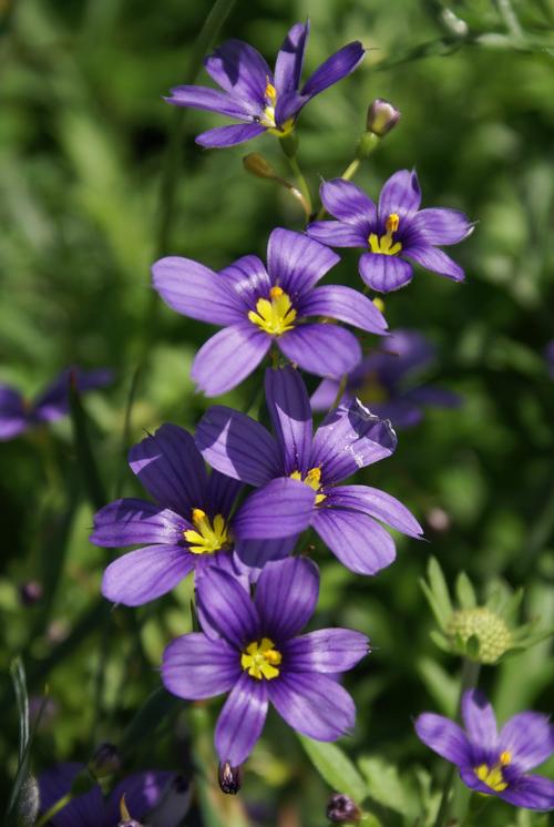 Sisyrinchium angustifolium 'Lucerne'