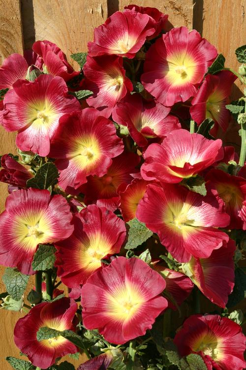 Alcea rosea 'Halo™ Red & Yellow'