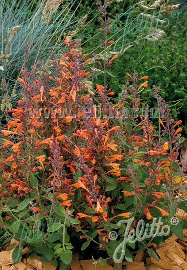 Agastache aurantiaca-hybrid 'Tango'