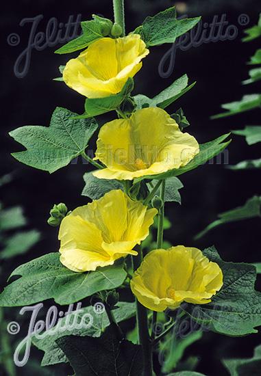 Alcea rosea 'Spotlight™ Sunshine'