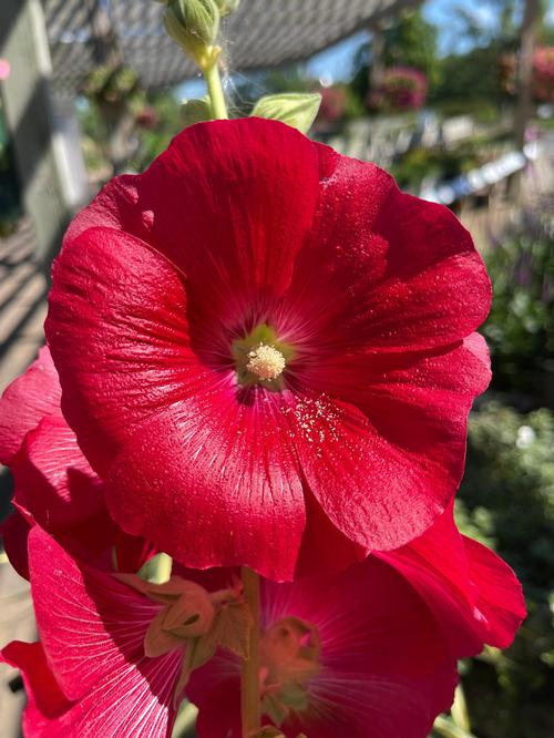 Alcea rosea 'Spotlight™ Mars Magic'