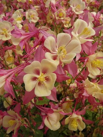 Aquilegia Swan Pink Yellow