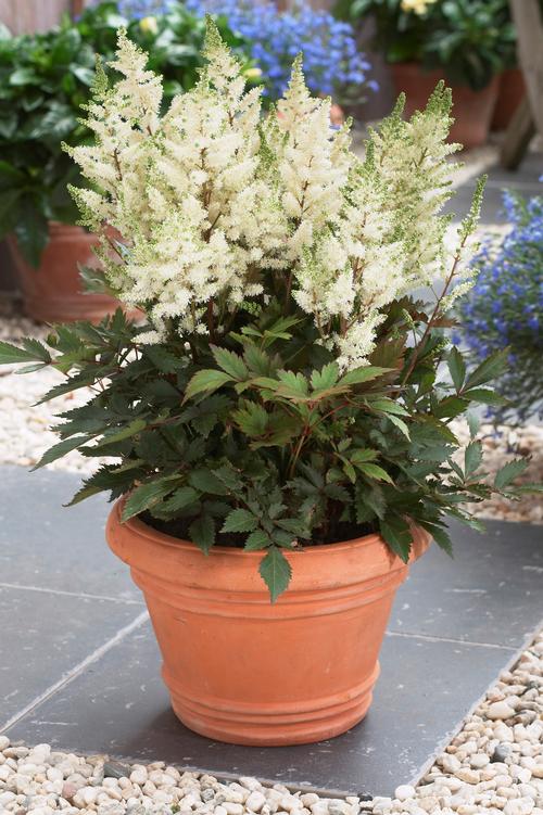 Astilbe 'Younique™ White'