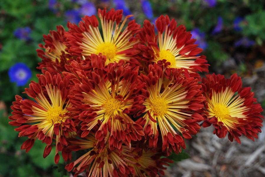 Chrysanthemum 'Matchsticks'