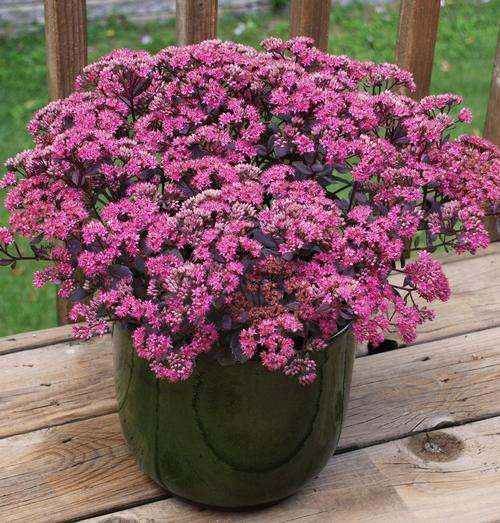 Sedum SunSparkler® Series 'Dazzleberry'