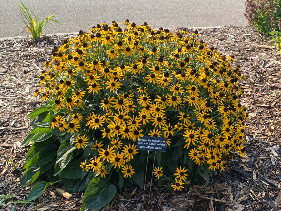 Rudbeckia fulgida var. sullivantii 'Little Goldstar'