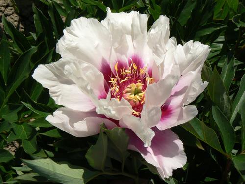 Peony ITOH 'Cora Louise'