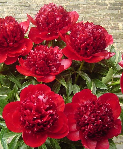 Peony Red Charm