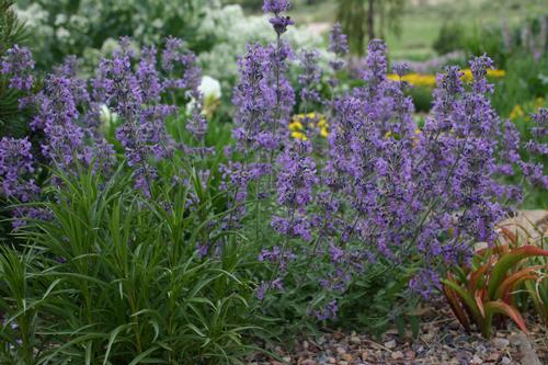 Nepeta 'Little Trudy®'