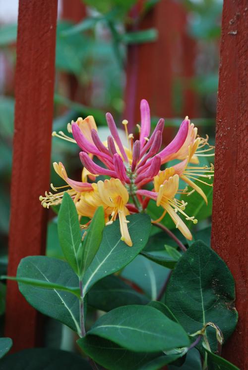 Lonicera x heckrottii 'Gold Flame'