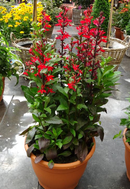 Vej støj melon Cardinal Flower Lobelia speciosa Fan® Scarlet from Growing Colors
