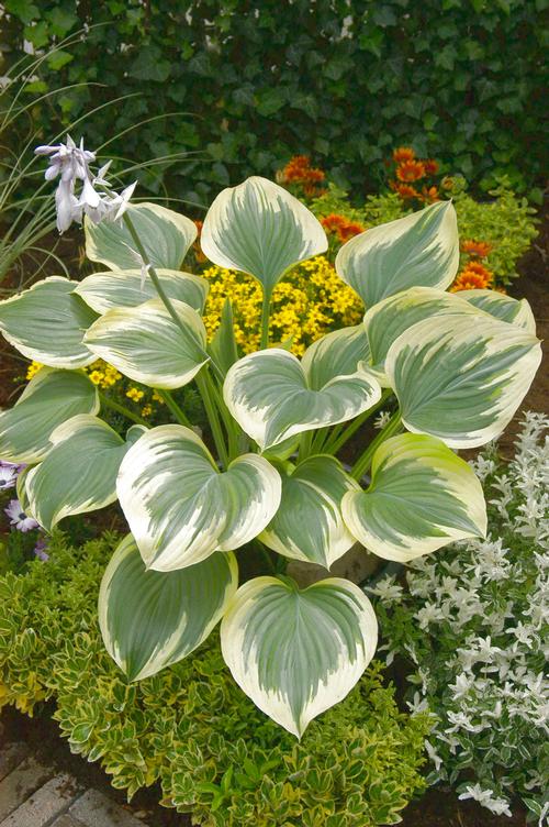 Hosta 'Liberty'