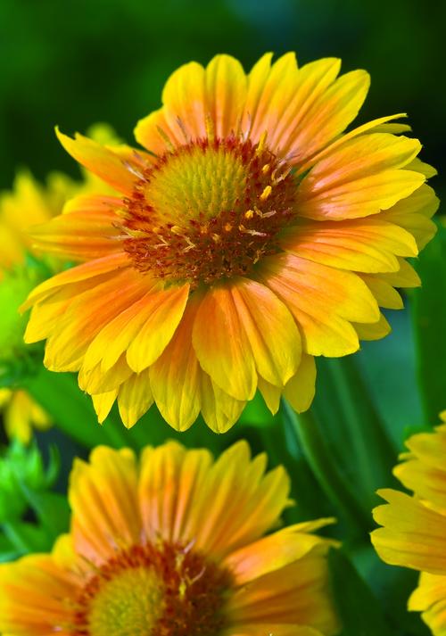 Gaillardia aristata 'Arizona Apricot'