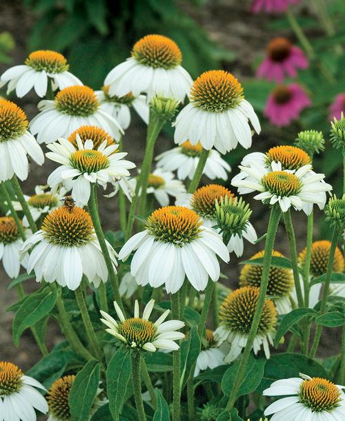 Echinacea purpurea 'POW WOW™ White'