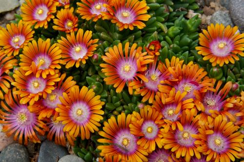 Delosperma 'Fire Spinner'