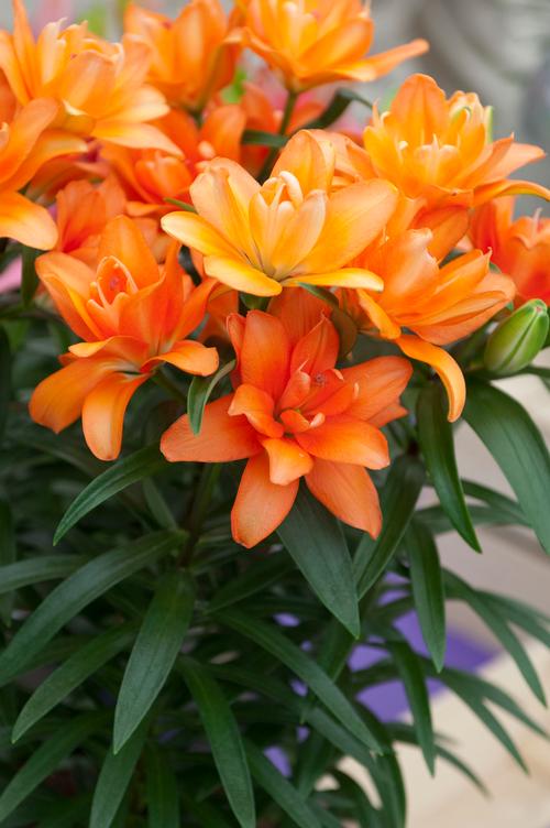 Lilium Asiatic Pot Lily Looks™ Tiny Double You from Growing Colors