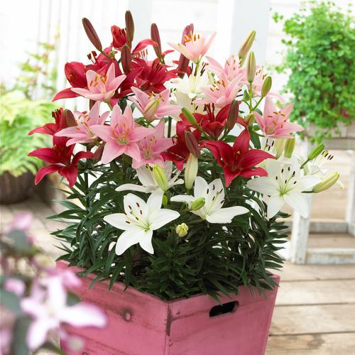 Lilium Asiatic Pot Lily Looks™ Patio Spring Combo from Growing Colors