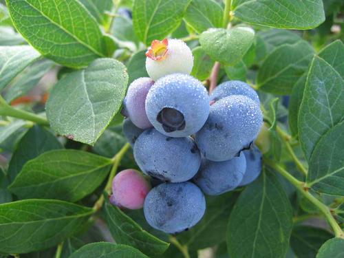 Blueberry 'Northsky'
