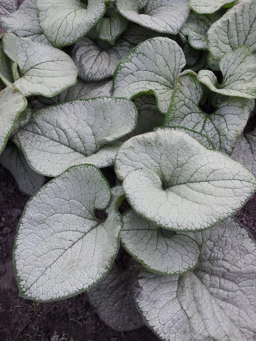 Brunnera macrophylla 'Silver Heart'