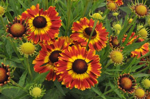 Helenium autumnale 'Mariachi™ Fuego'