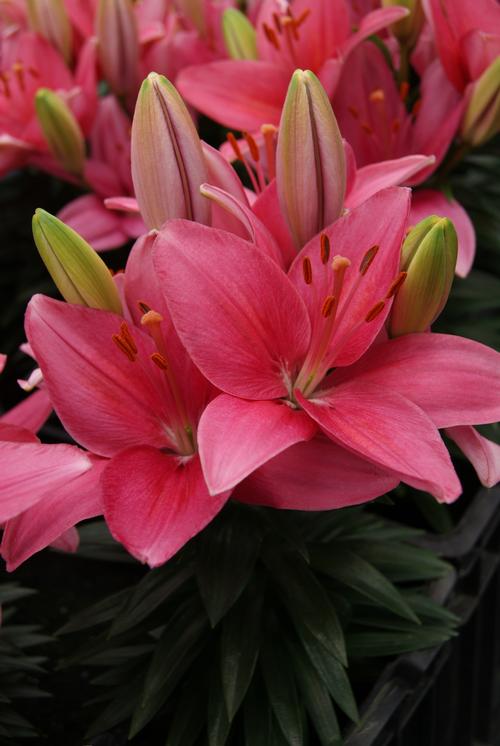 Lilium - Asiatic Pot Lily Looks™ Tiny Toons from Growing Colors