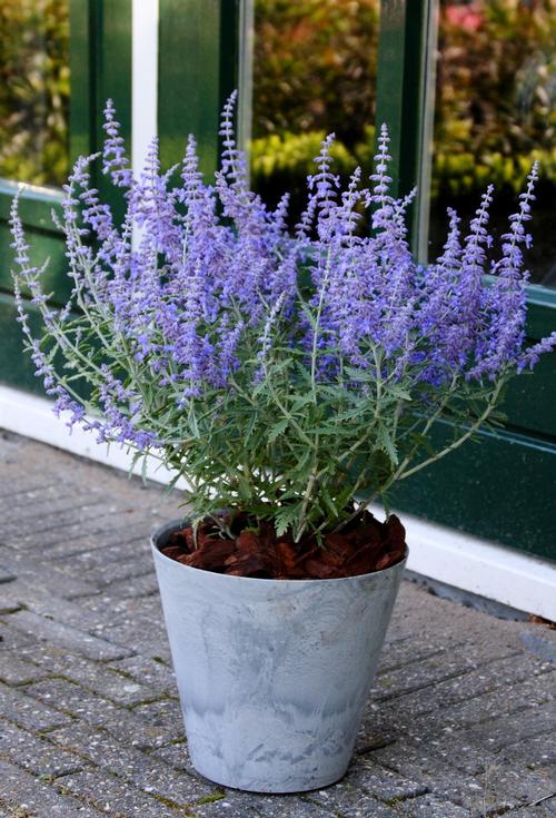 Perovskia atriplicifolia 'Lacey Blue'