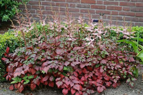 Astilbe arendsii 'Color Flash'