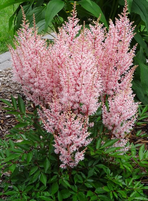 Astilbe arendsii 'Look at Me'
