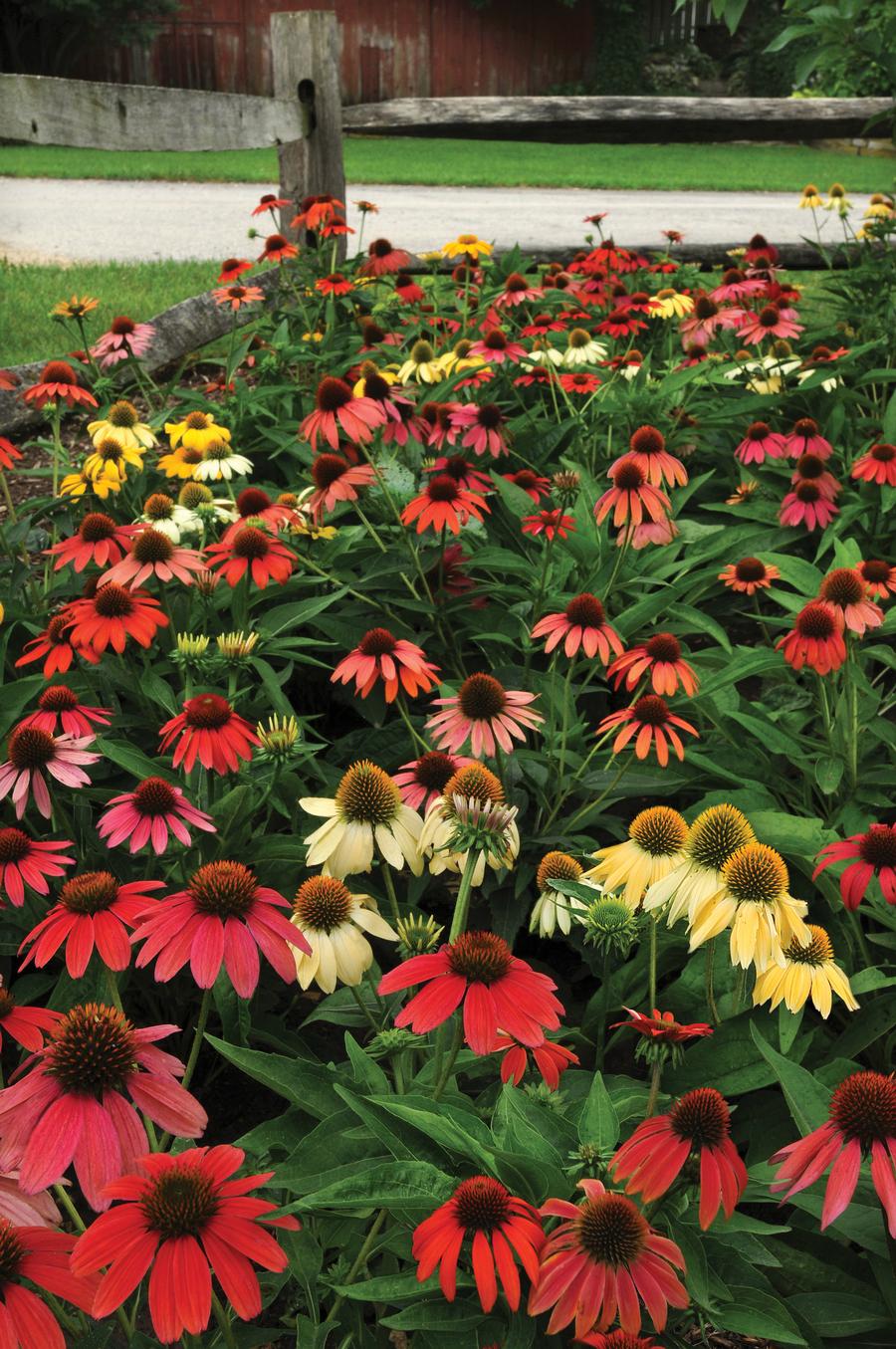 Echinacea 'Cheyenne Spirit'