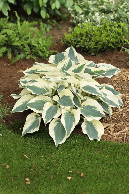 Hosta 'Firn Line'
