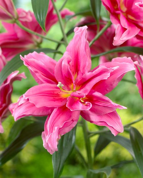 Lilium - Oriental Lily Double Flowering 'Roselily™ Elena'