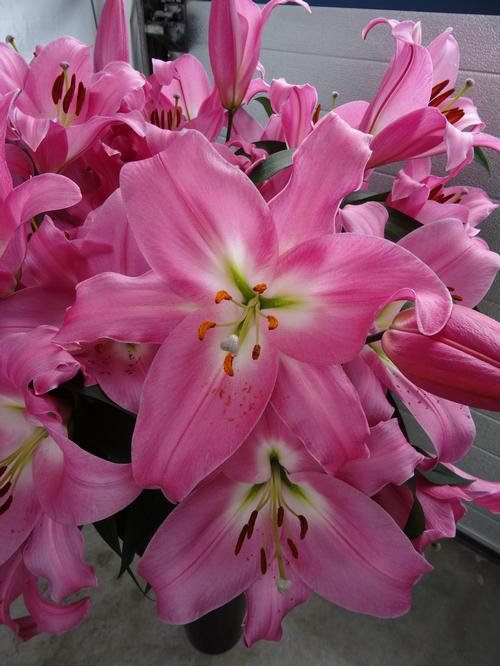 Lilium - OT Hybrid Lily 'Tabledance'