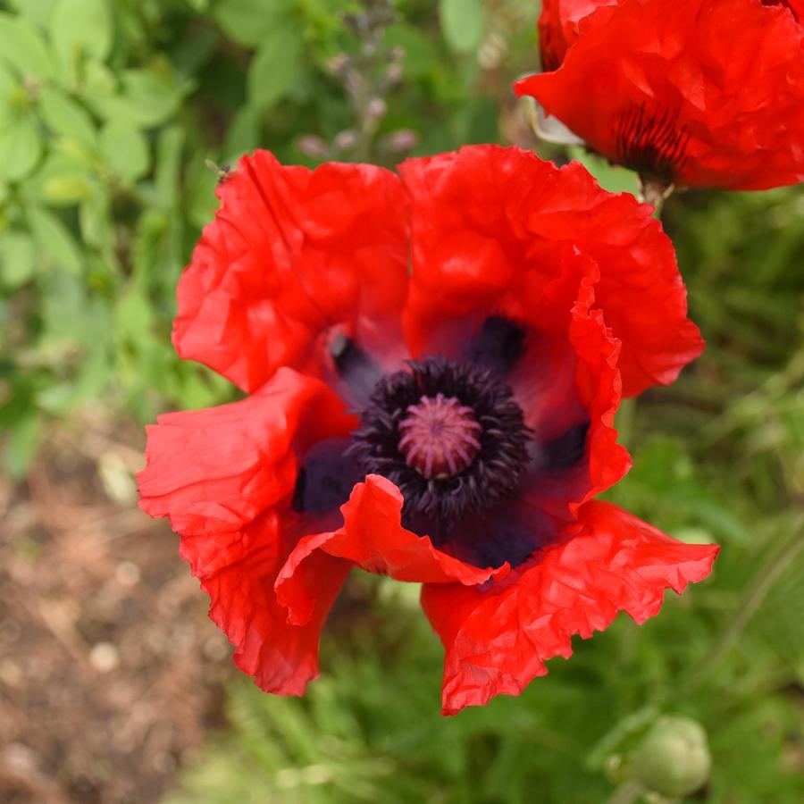 Papaver orientalis Beauty of Livermere