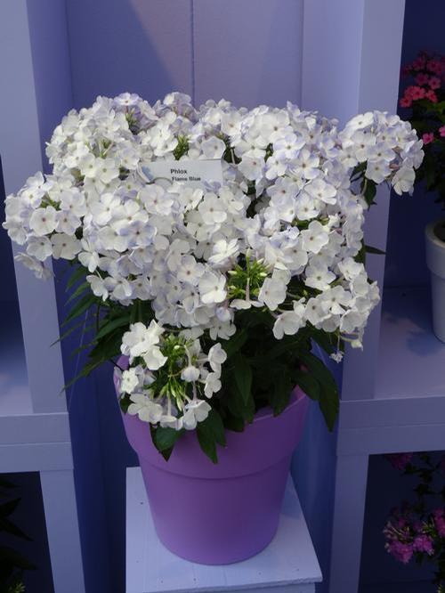 Garden Phlox paniculata Flame™ Blue from Growing Colors