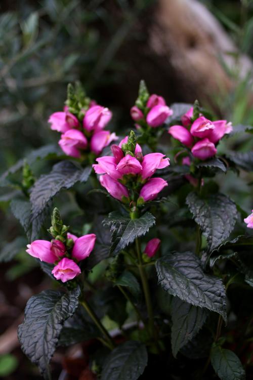 Turtlehead Chelone obliqua Tiny Tortuga from Growing Colors