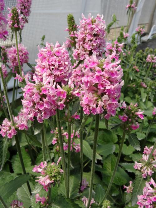 Lamb's Ear Stachys officinalis Pink Cotton Candy from Growing Colors