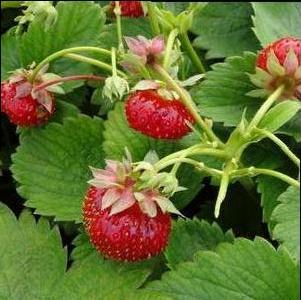 Strawberry 'Eversweet'