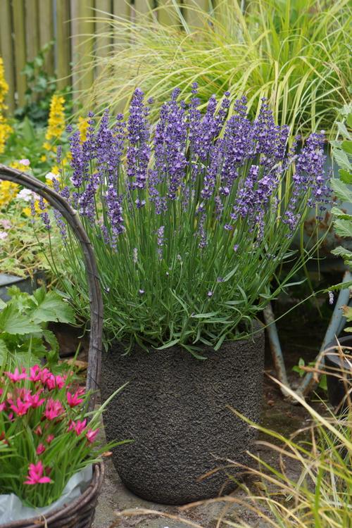 Lavandula angustifolia 'Big Time Blue'