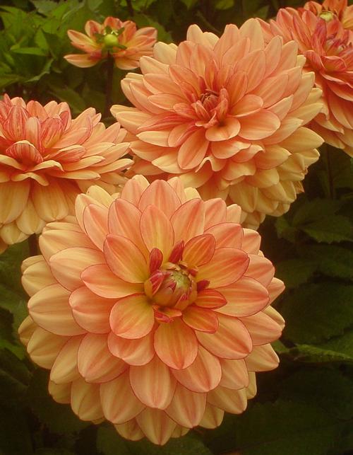 Dahlia 'GoGo Peach'