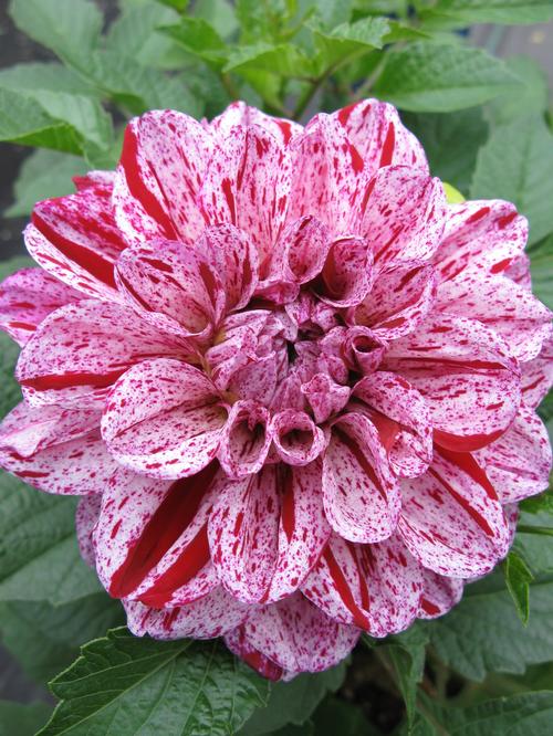 Dahlia 'GoGo Speckled Pink'