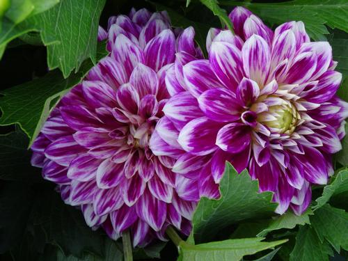 Dahlia 'GoGo Two Tone Purple/White'