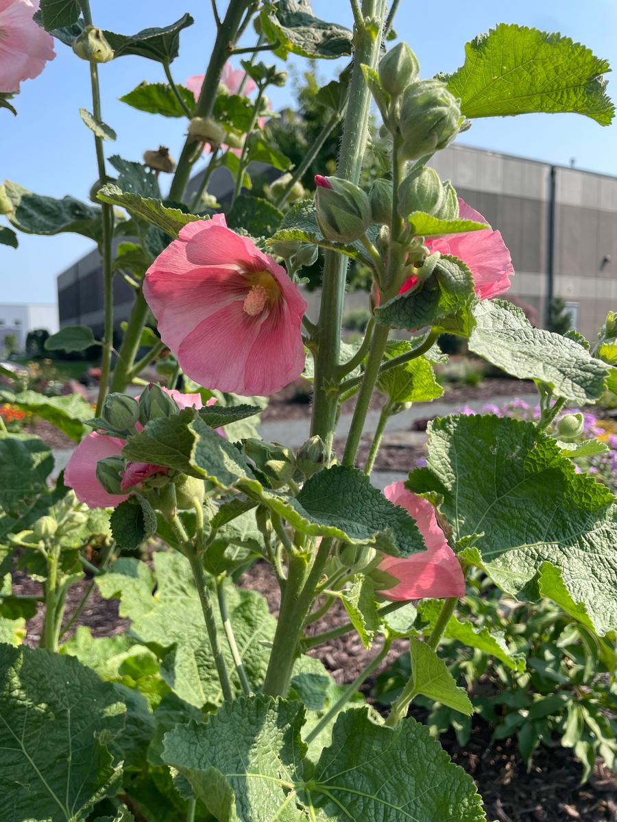 Alcea rosea 'Spotlight™ Radiant Rose'