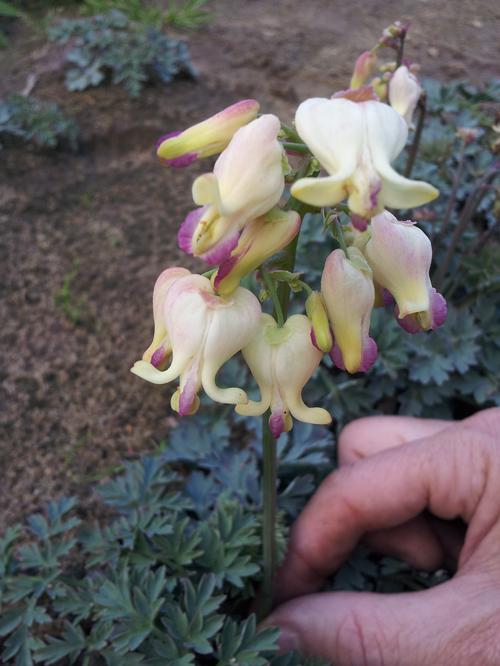 Bleeding Heart Dicentra x Love Hearts from Growing Colors