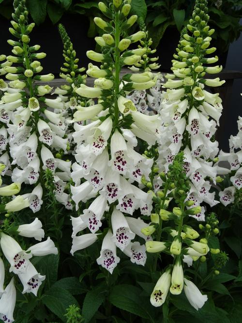 Foxglove Digitalis purpurea Dalmatian White Improved from Growing Colors