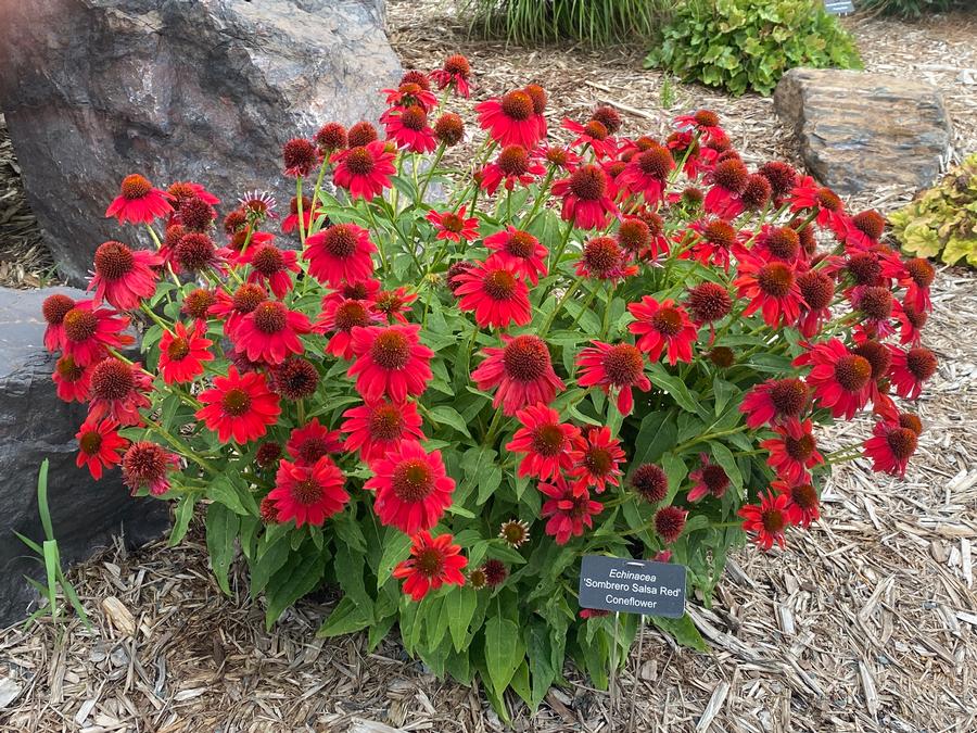 Echinacea 'Sombrero® Salsa Red'