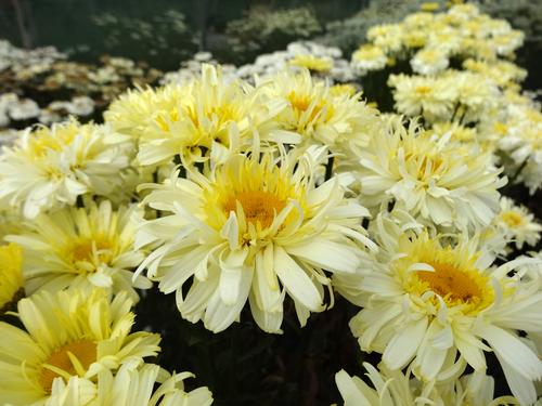 Leucanthemum superbum 'Realflor® Real Charmer'