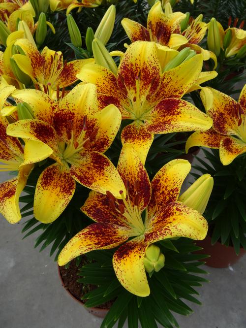 Lilium - Asiatic Pot Lily Looks™ 'Tiny Nugget'