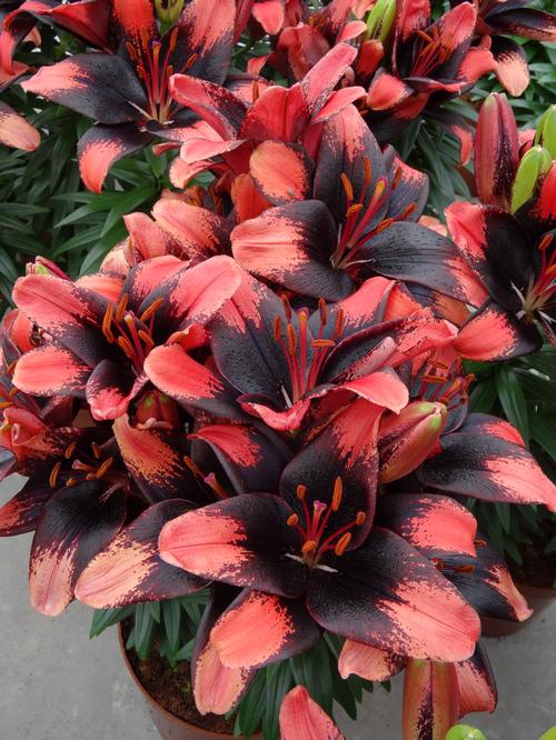 Lilium - Asiatic Pot Lily Looks™ 'Tiny Shadow'